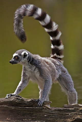 Ring-tailed lemur (Lemur catta)