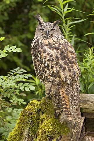 Eurasian eagle owl (Bubo bubo), portrait