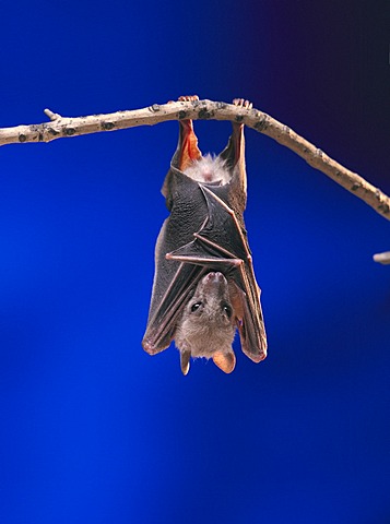 Fruit Bat or Flying Fox (Pteropus medius) resting by hanging upside down on a branch