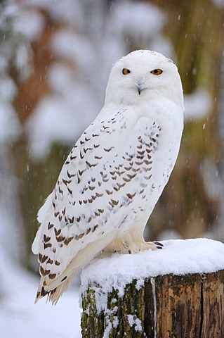 Snowy Owl (Nyctea scandiaca)