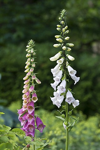 Common Foxgloves, white and purple (Digitalis purpurea)