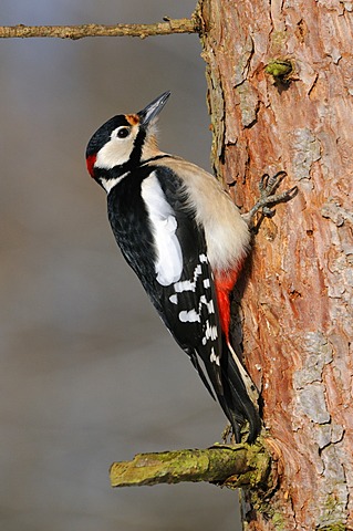 Great Spotted Woodpecker (Dendrocopos major), perched on a larch tree trunk, biosphere, Swabian Alb, Baden-Wuerttemberg, Germany, Europe