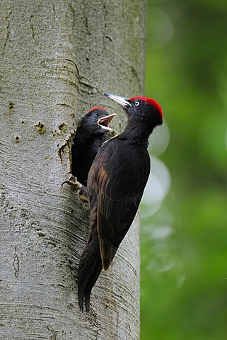 Black Woodpecker (Dryocopus martius) at nest hole in a beech with chick (Fagus sylvatica), Biosphaerenreservat Schwaebische Alb or Swabian Mountains Biosphere Reserve, UNESCO World Heritage Site, Baden-Wuerttemberg, Germany, Europe