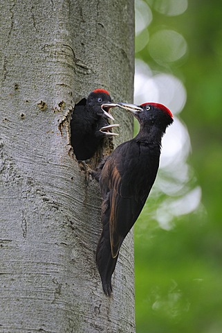 Black Woodpecker (Dryocopus martius) at nest hole in a beech with chicks (Fagus sylvatica), Biosphaerenreservat Schwaebische Alb or Swabian Mountains Biosphere Reserve, UNESCO World Heritage Site, Baden-Wuerttemberg, Germany, Europe