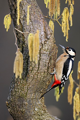 Great Spotted Woodpecker (Dendrocopos major) sitting on hazel (Corylus avellana), surrounded by male catkins, Biosphaerengebiet Schwaebische Alb UNESCO Biosphere Reserve, Baden-Wuerttemberg, Germany, Europe