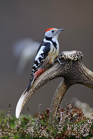 Middle Spotted Woodpecker (Dendrocopos medius) sitting on the dropped antler of a red deer (Cervus elaphus), Biosphaerengebiet Schwaebische Alb UNESCO Biosphere Reserve, Baden-Wuerttemberg, Germany, Europe