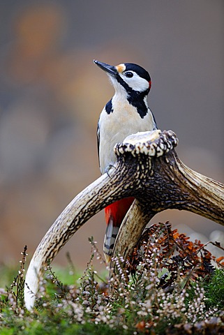 Great Spotted Woodpecker (Dendrocopos major) sitting on the dropped antler of a red deer (Cervus elaphus), Biosphaerengebiet Schwaebische Alb UNESCO Biosphere Reserve, Baden-Wuerttemberg, Germany, Europe