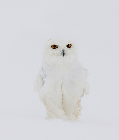 Snowy Owl (Bubo scandiacus), male in a snowstorm, Finnish Lapland, Finland, Scandinavia, Europe