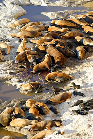 South American sea lions (Otaria flavescens), Peninsula Valdes, Chubut province, Patagonia, Argentina, South America