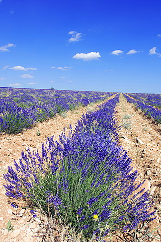 Blooming lavender (Lavendula angustifolia) in a field, Provence, Southern France, Europe