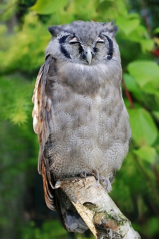 Giant Eagle Owl, Verraux's Eagle Owl (Bubo lacteus), African species, captive, North Rhine-Westphalia, Germany, Europe