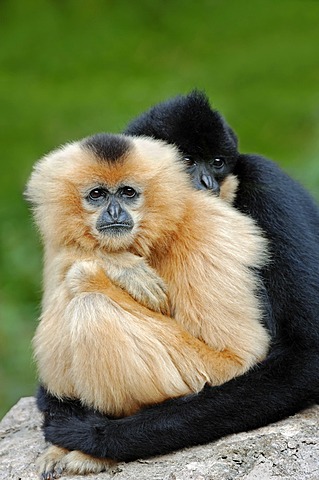 Northern White-cheeked Gibbons, (Nomascus leucogenys, Hylobates concolor leucogenys), pair, captive, Asian species, Czech Republic, Europe