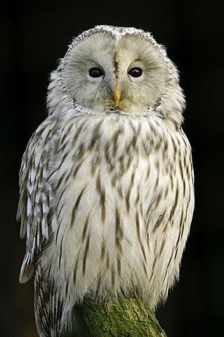 Ural Owl (Strix uralensis), portrait, captive, North Rhine-Westphalia, Germany, Europe