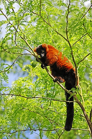 Red Ruffed Lemur (Varecia variegata rubra, Varecia variegata ruber), species of Madagascar, captive, North Rhine-Westphalia, Germany, Europe