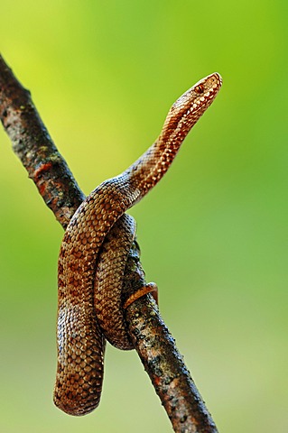 Common European Adder or Viper (Vipera berus), Berchtesgaden National Park, Bavaria, Germany, Europe