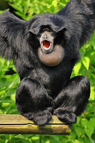 Siamang (Symphalangus syndactylus, Hylobates syndactylus), male calling, native of Asia, in captivity, Czech Republic, Europe