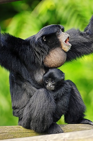 Siamang (Symphalangus syndactylus, Hylobates syndactylus), calling female with young, native of Asia, in captivity, Czech Republic, Europe