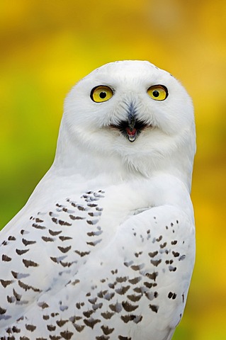 Snowy Owl (Bubo scandiacus, Nyctea scandiaca), female calling, portrait, in captivity, Bergkamen, North Rhine-Westphalia, Germany, Europe