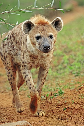 Spotted Hyaena or Laughing Hyena (Crocuta crocuta), native of Africa, in captivity, Czech Republic, Europe