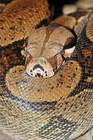 Boa Constrictor (Boa constrictor), native to in South America, in captivity, North Rhine-Westphalia, Germany, Europe