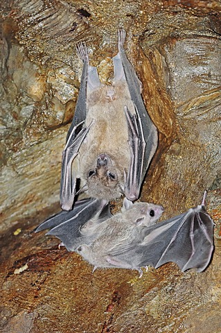 Egyptian Fruit Bat or Egyptian Rousette (Rousettus aegyptiacus) with juvenile, native to Africa and the Arabian peninsula, in captivity, Germany, Europe