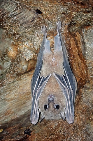 Egyptian Fruit Bat or Egyptian Rousette (Rousettus aegyptiacus) with juvenile, native to Africa and the Arabian peninsula, in captivity, Germany, Europe