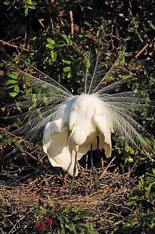 Great Egret or Great White Egret (Casmerodius albus, Egretta alba), displaying on the nest, Florida, USA