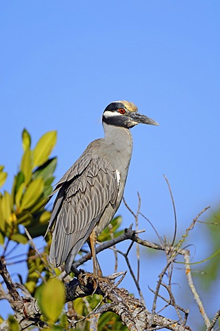 Yellow-crowned Night Heron (Nyctanassa violacea, Nycticorax violaceus), Sanibel Island, Florida, USA