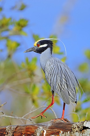 Yellow-crowned Night Heron (Nyctanassa violacea, Nycticorax violaceus), Sanibel Island, Florida, USA