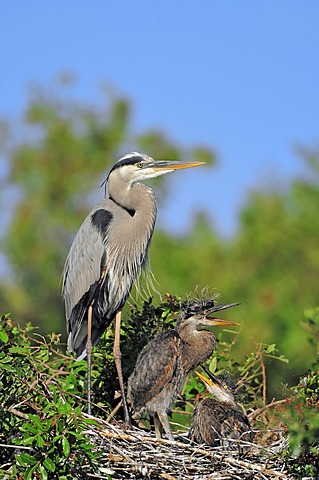 Great Blue Heron (Ardea herodias) with chicks in a nest, Florida, USA