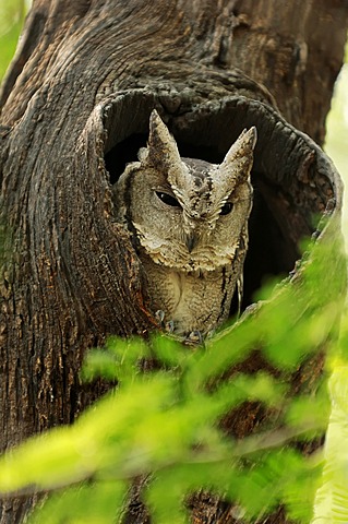 Indian Scops Owl (Otus bakkamoena), Keoladeo Ghana National Park, Rajasthan, India, Asia