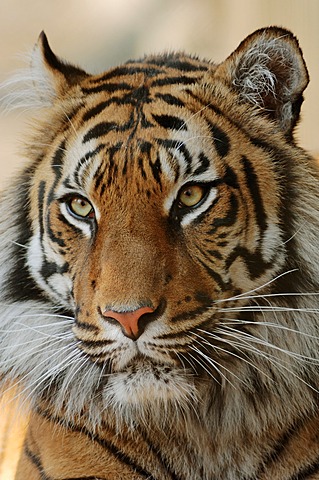 Sumatran tiger (Panthera tigris sumatrae), portrait, occurrence in Sumatra, Indonesia, captive, Germany