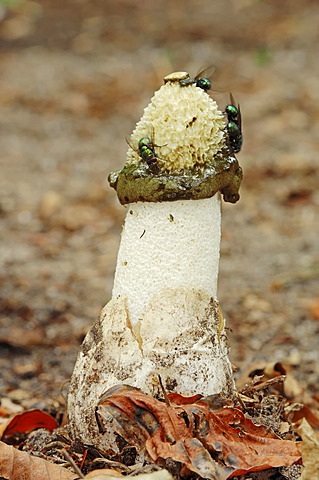 Flies on a Common Stinkhorn (Phallus impudicus), Gelderland, Netherlands, Europe