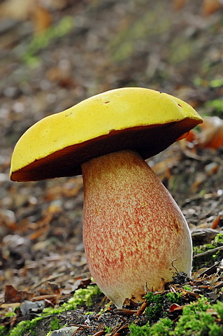 Dotted Stem Bolete (Boletus erythropus var junquilleus, Boletus luridiformis), Gelderland, Netherlands, Europe