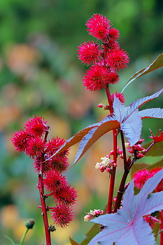 Castor Oil Plant or Palm of Christ (Ricinus communis), fruits, medicinal plant