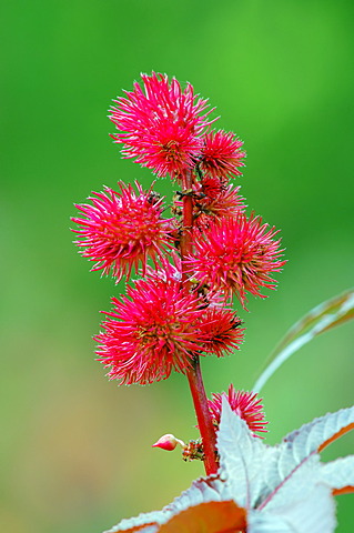 Castor Oil Plant or Palm of Christ (Ricinus communis), fruits, medicinal plant