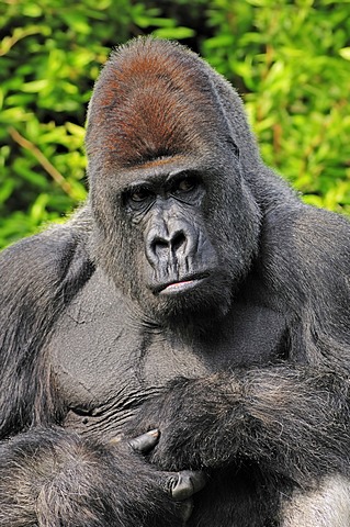 Western Lowland Gorilla (Gorilla gorilla gorilla), male, silverback, African species, captive, North Rhine-Westphalia, Germany, Europe