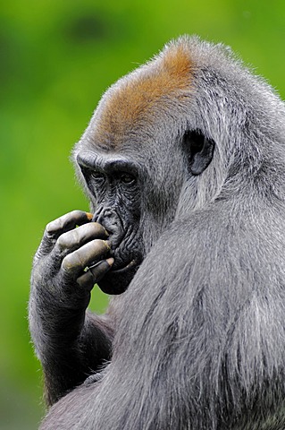 Western Lowland Gorilla (Gorilla gorilla gorilla), female, African species, captive, North Rhine-Westphalia, Germany, Europe