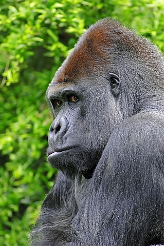 Western Lowland Gorilla (Gorilla gorilla gorilla), male, silverback, portrait, African species, captive, North Rhine-Westphalia, Germany, Europe