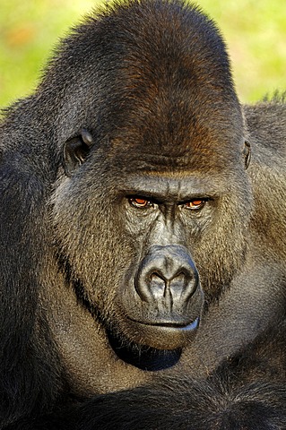 Western Lowland Gorilla (Gorilla gorilla gorilla), male, silverback, African species, captive, Florida, USA