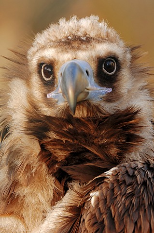 Cinereous vulture (Aegypius monachus), portrait, native to southern Europe and Central Asia, captive, North Rhine-Westphalia, Germany, Europe