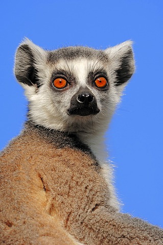 Ring-tailed lemur (Lemur catta), portrait, found in Madagascar, captive, Netherlands, Europe