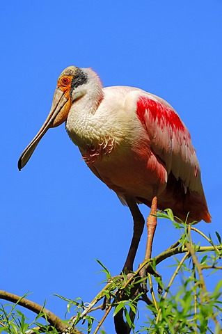 Roseate Spoonbill (Ajaja ajaja, Ajaia ajaja, Platalea ajaja), Florida, USA