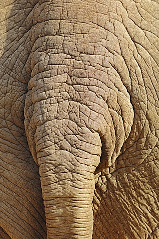 Asian elephant (Elephas maximus), hindquarters and tail, found in Asia, captive, Germany, Europe