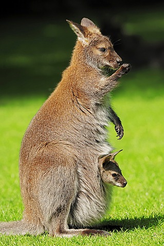 Red-necked wallaby (Macropus rufogriseus), doe with joey in pouch, found in Australia, captive, North Rhine-Westphalia, Germany, Europe