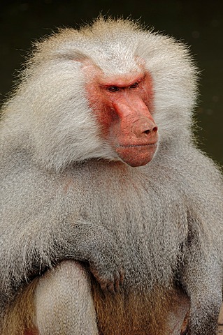 Hamadryas baboon (Papio hamadryas, Papio hamadryas hamadryas, Cynocephalus hamadryas), male, found in Africa and on the Arabian peninsula, captive, Germany, Europe