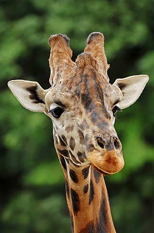 Rothschild giraffe (Giraffa camelopardalis rothschildi), portrait, found in Africa, captive, France, Europe