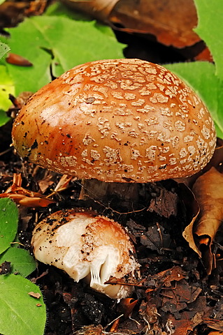 Blusher (Amanita rubescens), Hoge Veluwe National Park, the Netherlands, Europe