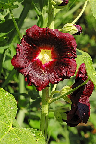 Common hollyhock (Alcea rosea, Althaea rosea, Althaea chinensis), garden plant, North Rhine-Westphalia, Germany, Europe