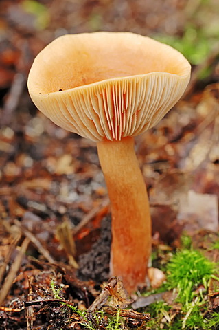 Birch milkcap (Lactarius tabidus, Lactarius thejogalus, Lactarius theiogalus), Hoge Veluwe National Park, the Netherlands, Europe